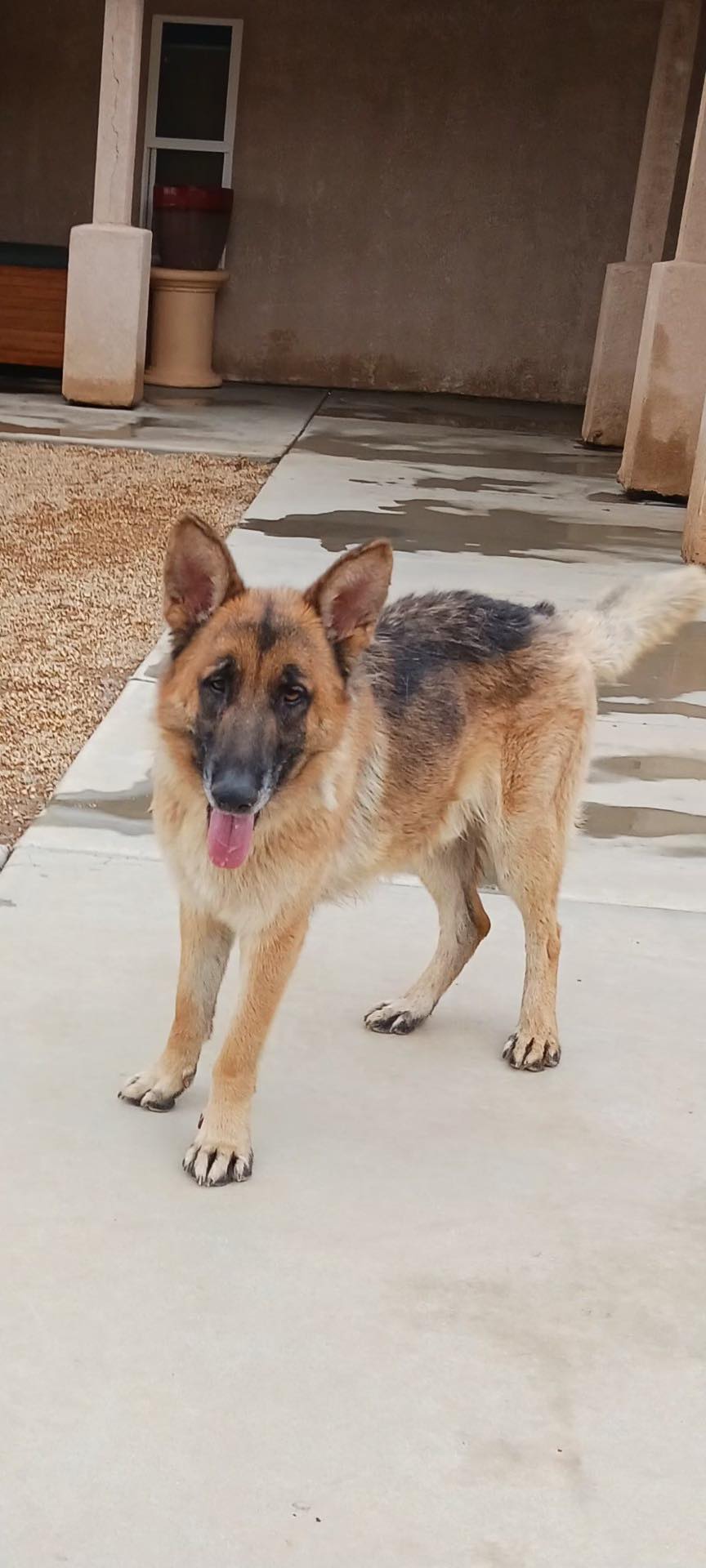 Miracle German Shepherd Dog Rescue of Maine on Twitter "Excited 2 EUGENE 2 the Rescue