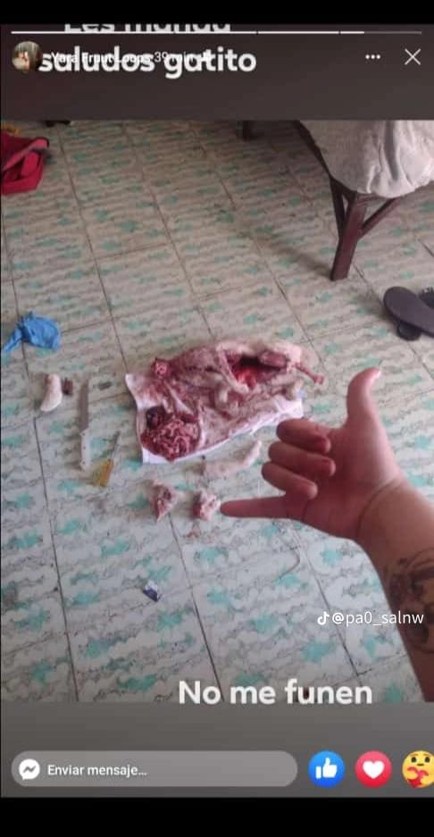 Fernand85711257's tweet photo. Gente tengan mucho cuidado se está repitiendo la historia el caso de vannesa n evil, Esta niña anda haciendo lo mismo que vanessa busca gatos para matarlos solo por diversión, tengan cuidado difundan para que se haga justicia #justucia https://t.co/8NzOO61Z1e