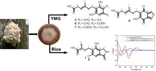 pubs.acs.org/doi/10.1021/ac…
The rare #medicinal mushrom #Hericium flagellum can produce several new meroterpenoids in solid culture, some of which have pronounced neurotrophic effects in vitro! Look at our new JAFC paper!