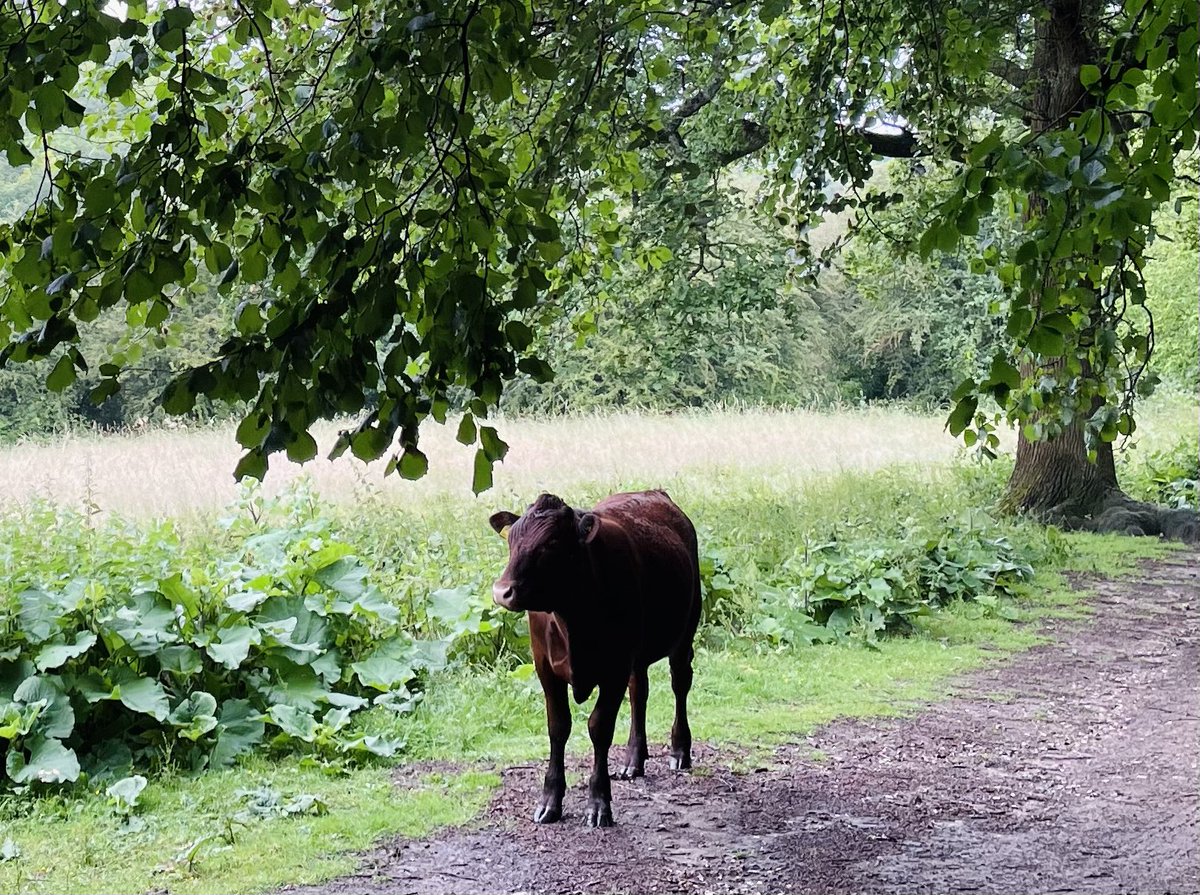 WoodlandNomad's tweet photo. I assumed most people followed me for tree photos but the โwild steakโ post proved more popular ๐คท๐ผโโ๏ธ
For all the cattle fans hereโs another one for you.
#CowClub
Or for those who prefer accuracy #BullockClub โบ๏ธ https://t.co/KCrihYjj6n