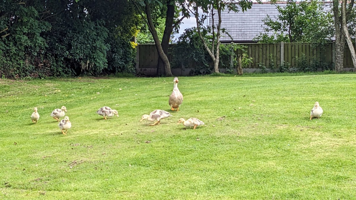 The ducklings continue their unrelenting bid to win the hearts of #TeamHayton #MissionComplete 💗💗💗