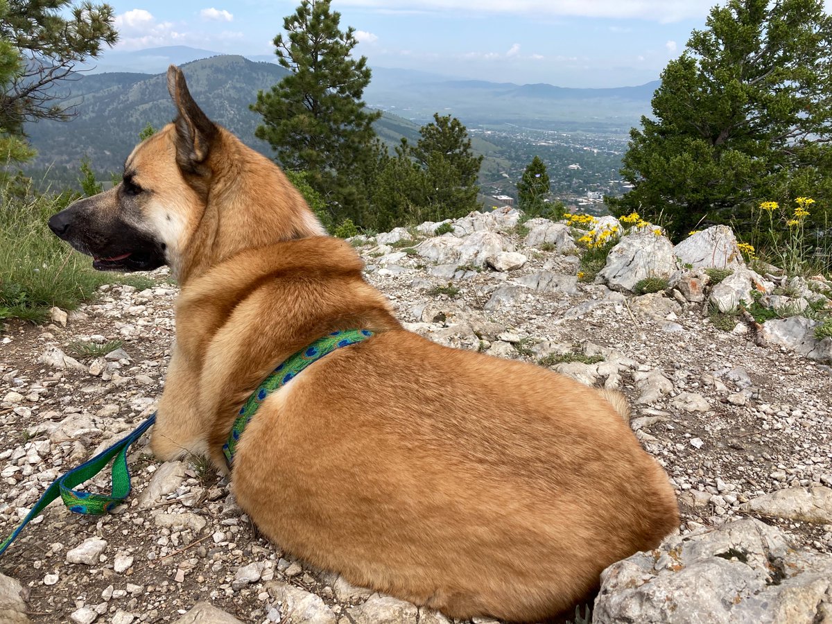Susan Shain (@susan_shain) on Twitter photo Update: I've moved to Helena, MT to work <a href="/highcountrynews/">High Country News</a>! (Will be embedded here for the 2nd year of my <a href="/nytimes/">The New York Times</a> Headway fellowship.) Thrilled to join HCN and report on MT + the West. Esp interested in housing/food/progress stories. Let's talk — and if you're in MT, let's meet! Update: I've moved to Helena, MT to work <a href="/highcountrynews/">High Country News</a>! (Will be embedded here for the 2nd year of my <a href="/nytimes/">The New York Times</a> Headway fellowship.) Thrilled to join HCN and report on MT + the West. Esp interested in housing/food/progress stories. Let's talk — and if you're in MT, let's meet!