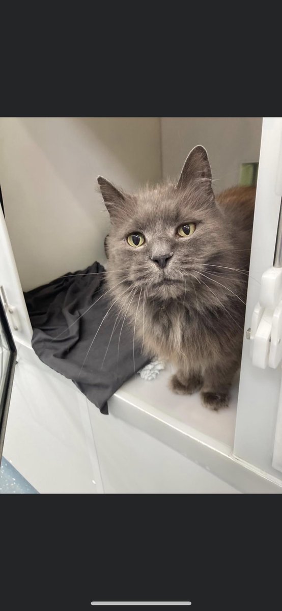 Handsome Smokie is looking for a new home due to no fault of his own. He is 10 years old. He is a very friendly chap who enjoys some fuss and attention. He has previously lived with other cats. He has had a dental whilst in our care. #adoptdontshop #cats #greycats
