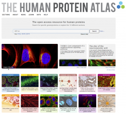 Version 23 of the Human #Protein Atlas with updated #genome assembly and a new Interaction section has been released, containing human protein-protein interaction networks for more than 11,000 #genes which will add new aspects in terms of protein function bit.ly/DNAScriptHuman…