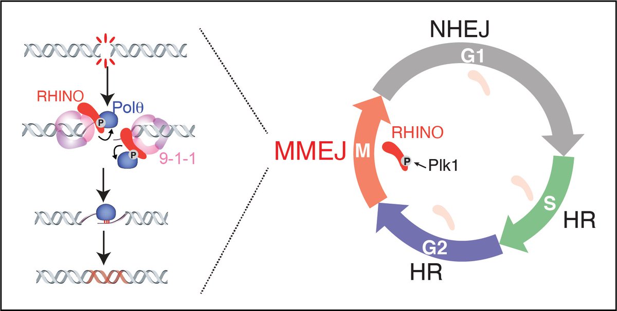 Excited to tell you about my work, new in @sciencemagazine.  MMEJ - a repair pathway that can both mutate and protect DNA. science.org/doi/10.1126/sc… #Genetics #DNARepair🔬🧬 (1/7)