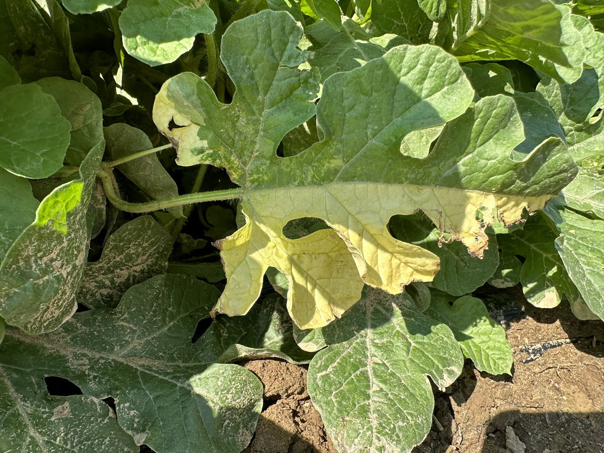Variegated watermelon <a href="/stephenlmeyers/">Dr. Stephen L Meyers</a> 😀