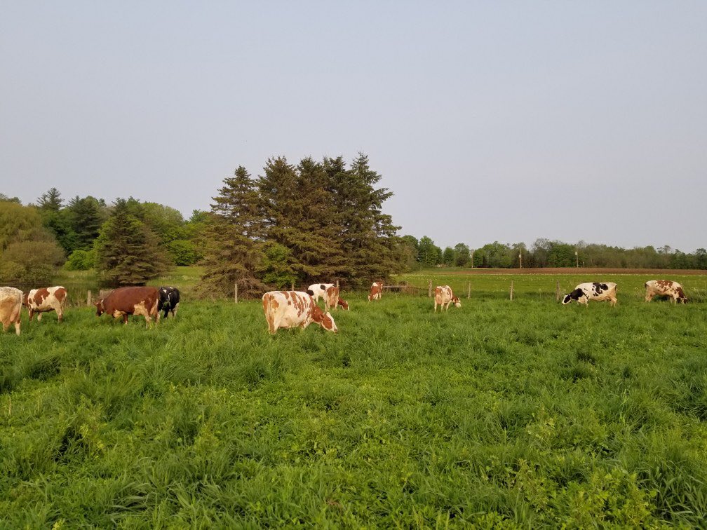 Shoutout to Fennema Picolo Dorothy for making this happen! 5 generations of milking red and white cows captured in these pictures. The 6th generation was born in may and is in the calf pen. We have reached 30% of the herd red and white! 
#ontag #dairyfarming
