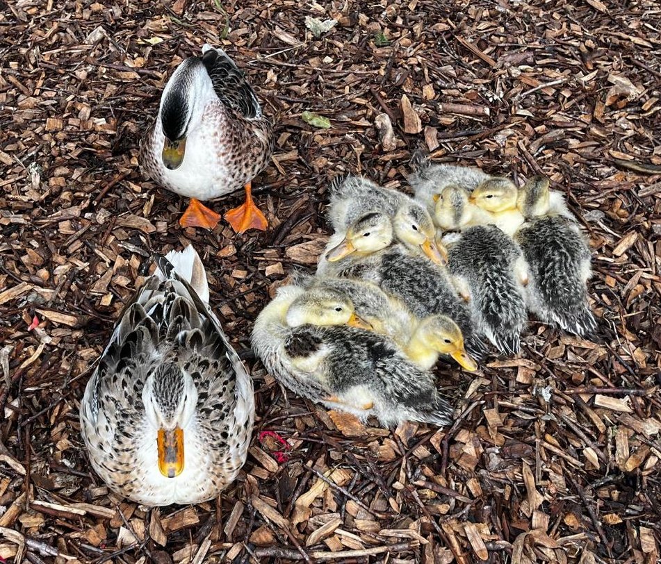 Not long until the end of term so getting all our ducklings in a row... 😆💗