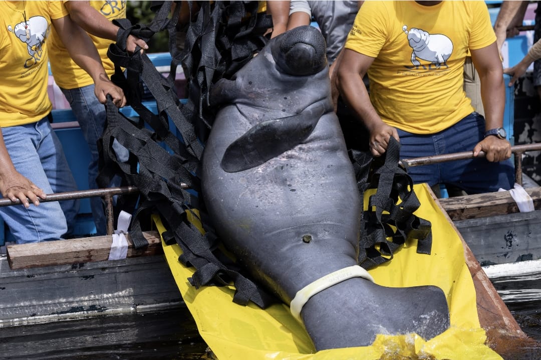 The Dallas World Aquarium (@officialdwazoo) on Twitter photo The 9th Manatee Release was a success, with 3 majestic manatees returned to their natural habitat. Thanks to the collaboration between <a href="/DWA_CREA/">Centro de Rescate Amazónico - CREA</a> and The Dallas World Aquarium, a total of 31 manatees have been released since 2007.
dwazoo.com/conservation/p… The 9th Manatee Release was a success, with 3 majestic manatees returned to their natural habitat. Thanks to the collaboration between <a href="/DWA_CREA/">Centro de Rescate Amazónico - CREA</a> and The Dallas World Aquarium, a total of 31 manatees have been released since 2007.
dwazoo.com/conservation/p…
