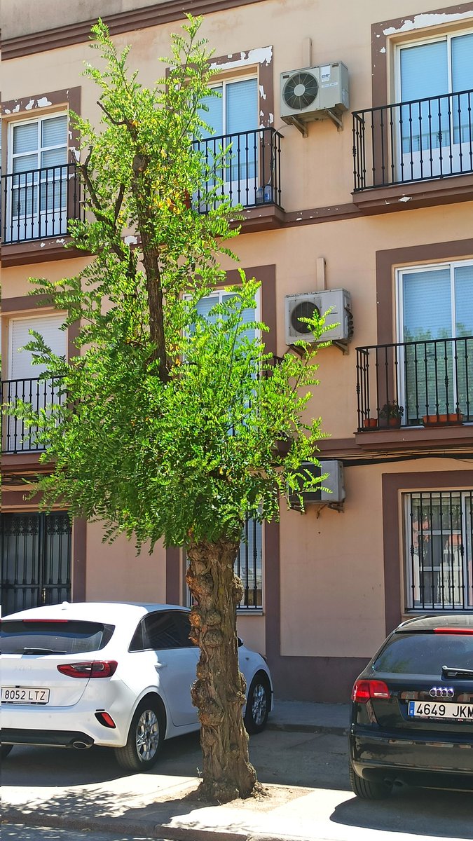 Alejandro Hz Renner tweet media