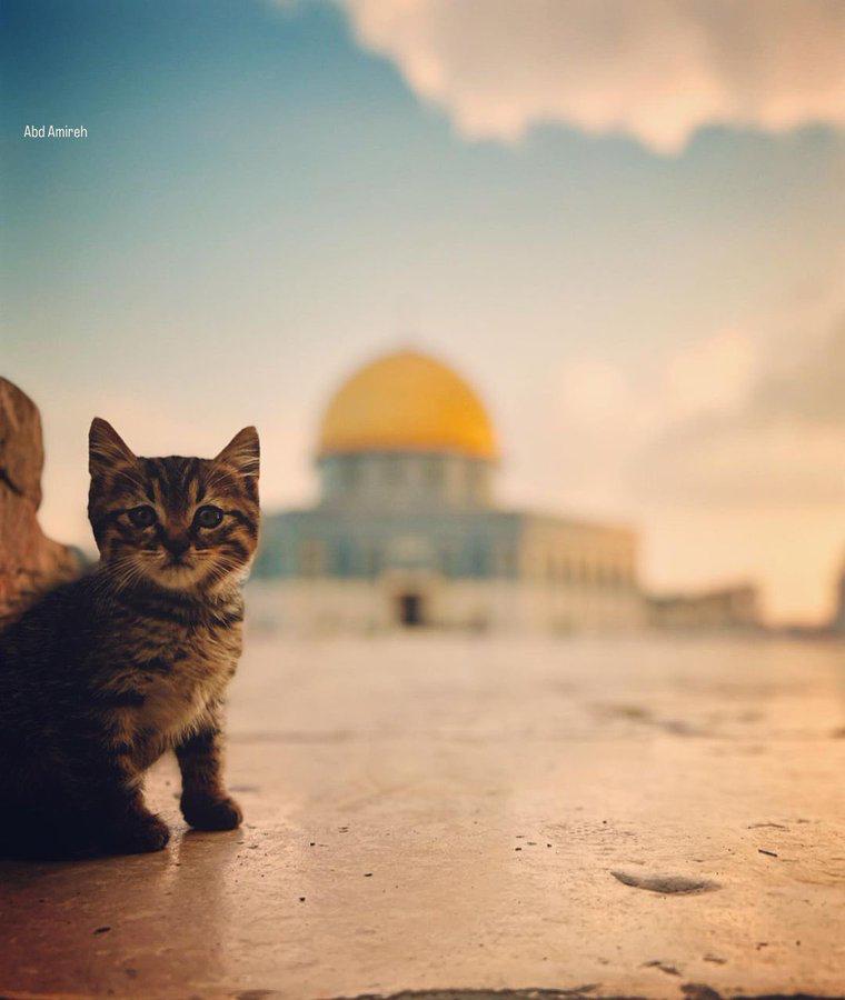 rolakh98's tweet photo. Good Evening from #Jerusalem our eternal capital 🇵🇸

#Palestinian Eve Network wishes you a happy day. 🇵🇸 https://t.co/MsuI5WHdC2