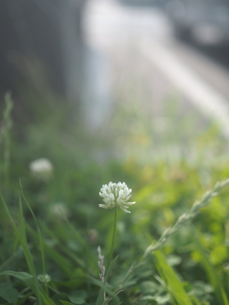 yuki90623837's tweet image. 花集め