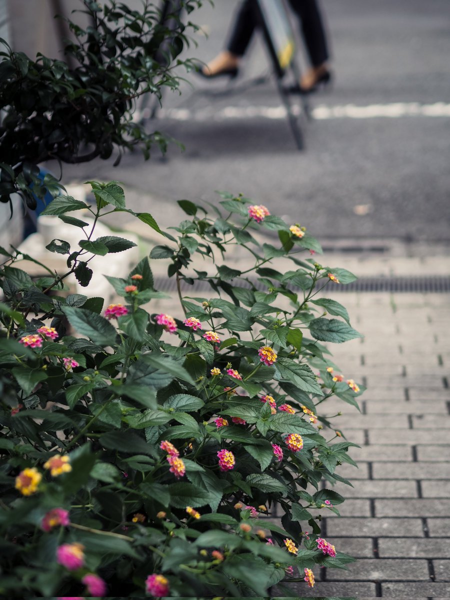 yuki90623837's tweet image. 花集め