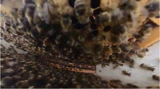 Justalcole's tweet photo. A quick trip inside a hive.... https://t.co/r1bGHbadD6 https://t.co/uqJpCnRoc5