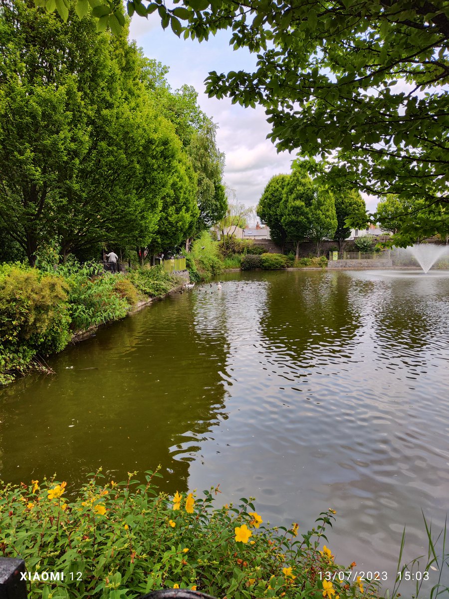 #SwanWatch #BlessingtonBasin #Phibsborough #Dublin 2 cygnets