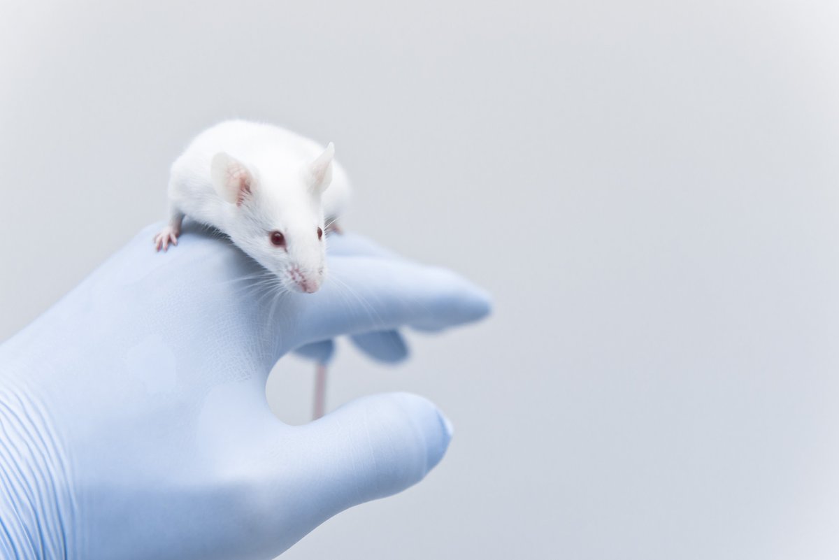 #AnimalResearch is vital in advancing our understanding of #immunology!

As a signatory of the #ConcordatOpenness we actively encourage transparency on this topic & welcome today’s publication of the 2022 #AnimalStats on the use of animals in UK research 👉bit.ly/3PY0SFY