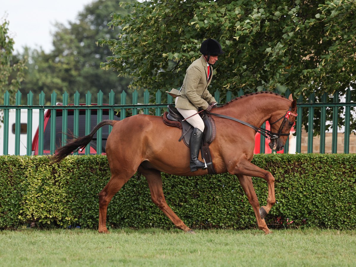 Definitely Red’s first <a href="/greatyorkshow/">Great Yorkshire Show</a> and first time under a ride judge. Placed a good 5th in a strong <a href="/RoRlatest/">RoR</a> class of over 30.<a href="/BERacingLtd/">Brian Ellison Racing</a> <a href="/AintreeRaces/">Aintree Racecourse</a> #HorsesForCourses