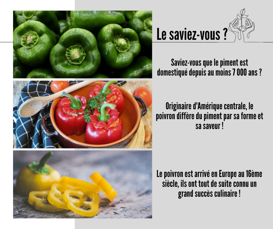 tomccb's tweet image. Originaire d’Amérique centrale, le #poivron diffère du #piment par sa forme et sa saveur. Il arrive en #Europe au 16è siècle. En France, sa popularité a pris du temps à s’installer, mais elle a augmenté grâce à la cuisine nord-africaine !