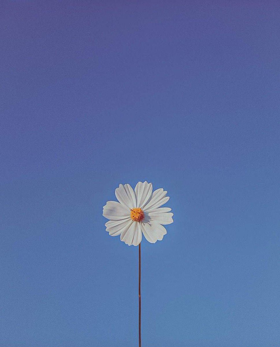 sunflower.🌻🤍 tweet media