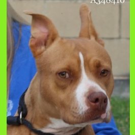 rothfarms's tweet photo. #SaveGrace. She's got THE most AMAZING EARS 🥰 What a DOLL!
CORPUS CHRISTI ANIMAL CARE
📧 ccacsrescues@cctexas.com
📞 361-826-4630 https://t.co/hotvGuzWjD