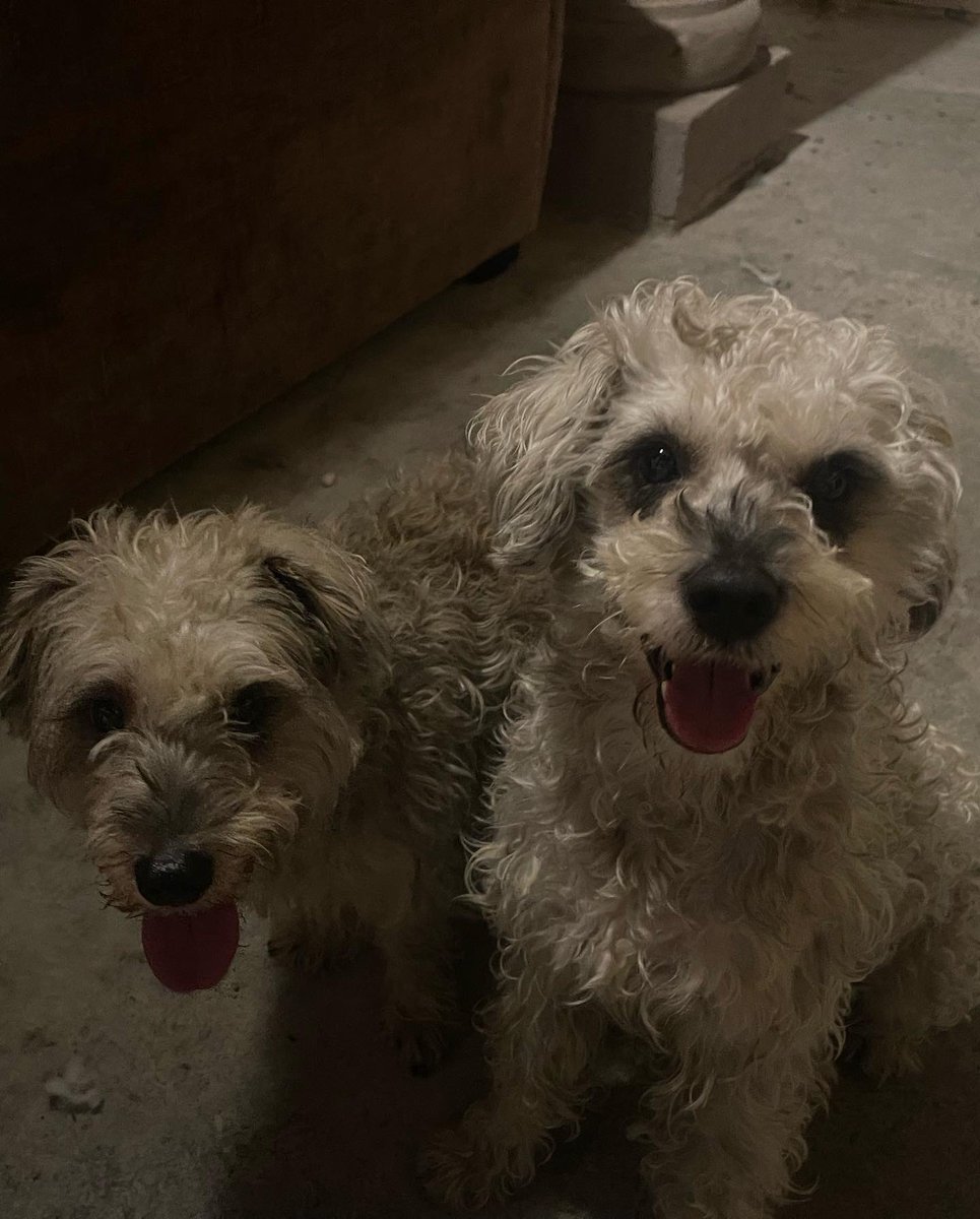 ninakohlyakimov's tweet photo. Holaaa, ayer 12 de julio aprox a las 8:00 pm encontré estos dos perritos en av insurgentes y san fernando, son hembra y macho, no traen colla ni placa, parecen hermanos, por fa ayúdenme a compartir para encontrar a sus dueños! 🐶🤍✨ https://t.co/n7qe1IIlIH