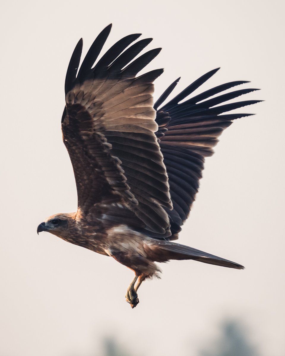 Black kite with a prey in her claws.
#birds #birdwatching #BirdsSeenIn2023 #ThePhotoHour  @IndiAves  @birdnames_en