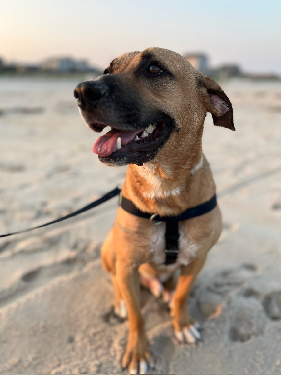 The best thing about being my own boss is the ability to work from the Beach!
#SmallBusiness
#equbed #beach #dreams