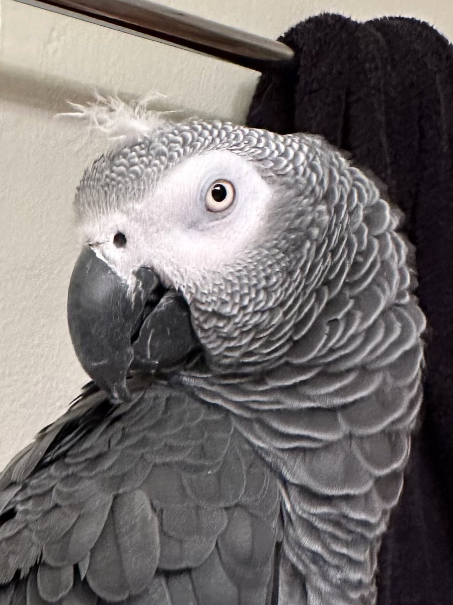 ApolloandFrens on Twitter "Stuck a feather on his head and called it