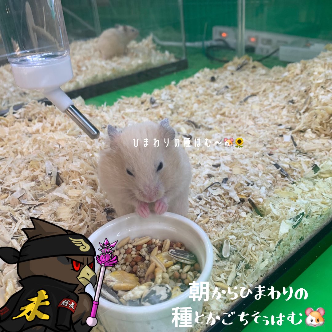umineko_NFT's tweet photo. 【4-う組 朝】
朝からひまわりの種🐹
ご馳走はむ~🐹
#FYG #CNPR飯テロ #HumCup https://t.co/FZsLO3Yz3q
