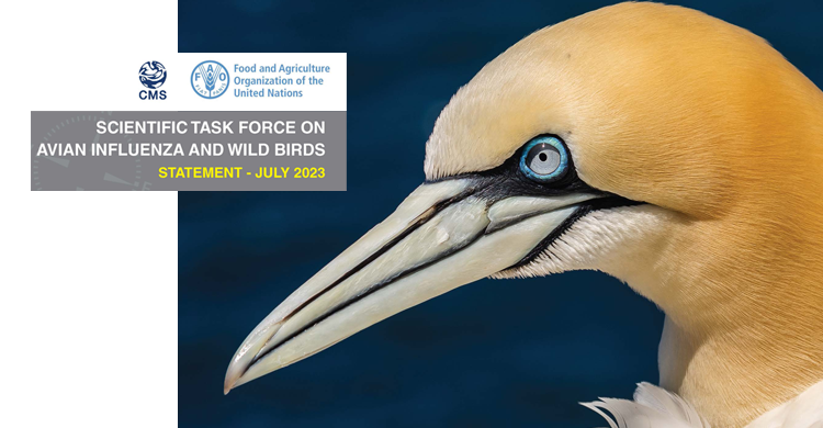 BonnConvention's tweet photo. 📢UN-led Task Force issues guidance on addressing the unprecedented outbreaks of Avian Influenza in wildlife.

It urges countries to consider HPAI as a conservation issue and take a #OneHealth - human, animal &amp; environmental - approach.

Read on: https://t.co/RjVYFkVHh6 https://t.co/9aS77PgfyU