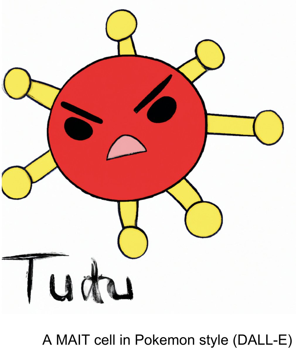 Mucosal-associated invariant T cells (MAIT cells) are very cool, but how can we identify them in scRNA-seq datasets? What heterogeneity can we expect for this cell type?

#ImmuneCells #GottaCatchThemAll 🧵