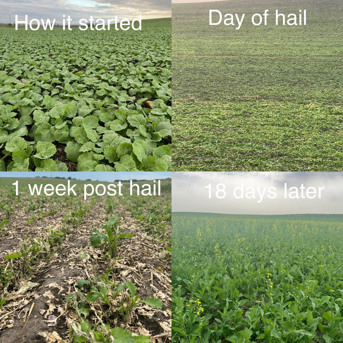 Isn’t farming a funny gig?   One day your ready to throw in the towel, 2.5 weeks later your expectations have done a complete 180. The rain that came with the hail was more of a blessing Canola is the most resilient crop thanks to #gmo #technology #canola #skstorm #hail