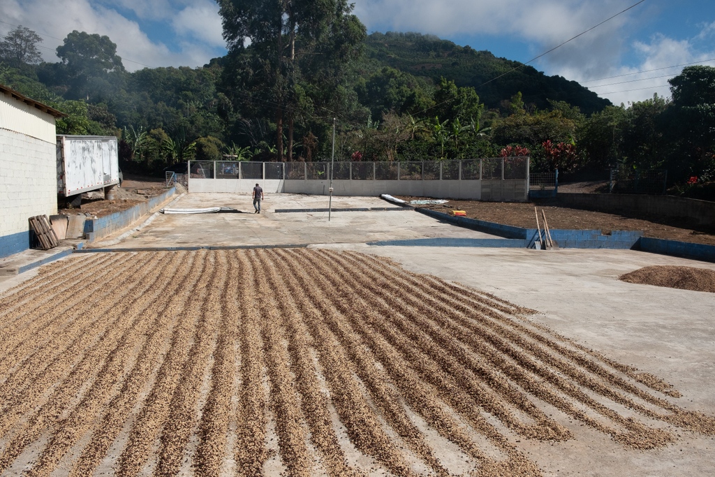 Coffee being dried on the patio at Don Mayo Micromill in the Tarrazú region of Costa Rica.⁠
⁠
We're proud to offer two lots from Don Mayo Micromill, in-store now at Vollers UK and Schwarze-Hamburg! Click the link to learn more.
bit.ly/3ryxV9i