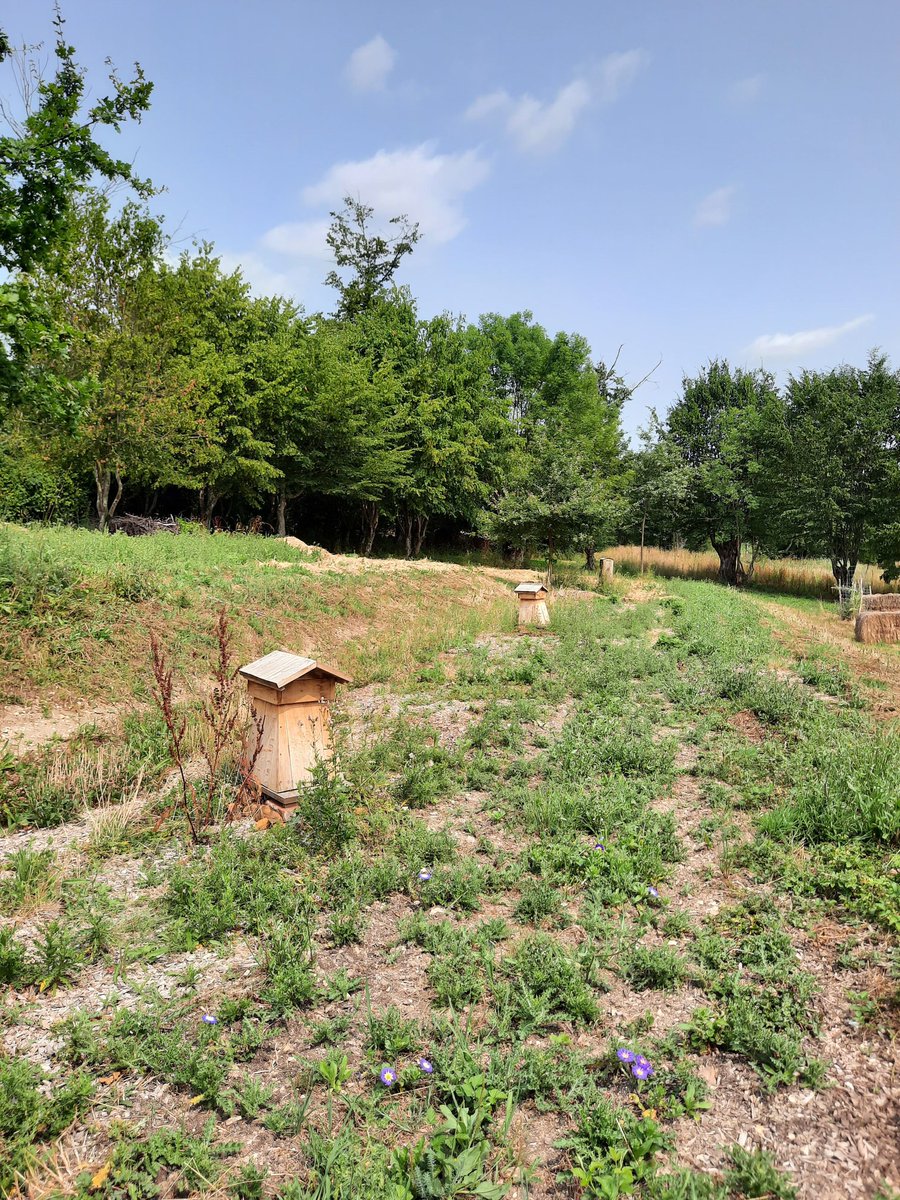 PyramideduLoup's tweet photo. A la Pyramide du Loup, aucun jour ne se ressemble et les activités fusent !! Entre les activités sur les fourmis, les papillons, les abeilles , le sentier pieds nus a découvrir, l'écomusée et notre promenade commentée en pleine nature, c'est un lieu culturel propice à la détente. https://t.co/OPSFmAvMdn
