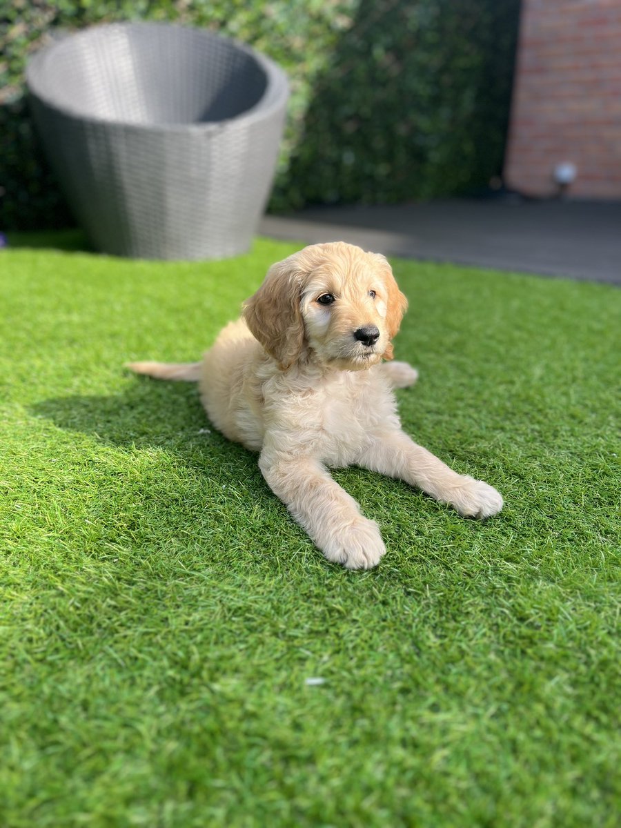 PaulHaining's tweet image. Rory wanted a cat or a dog, only one winner for me… his new wee best pal 🐶