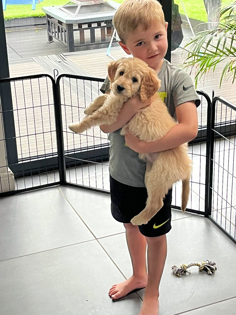 PaulHaining's tweet image. Rory wanted a cat or a dog, only one winner for me… his new wee best pal 🐶