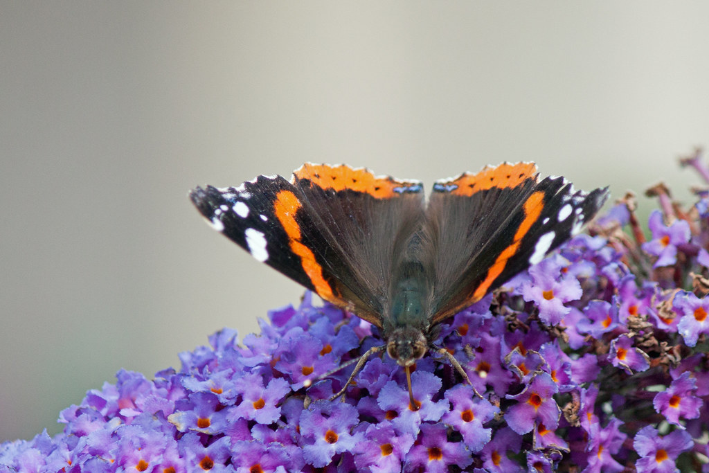 HTSJCEP's tweet photo. In Woodland School today we were lucky enough to see two dragonflies, whizzing around above the log circle. We also spotted a baby robin, calling for the parent to come and feed it. We also had very good views of a red admiral butterfly. https://t.co/BrcDLFKoY7
