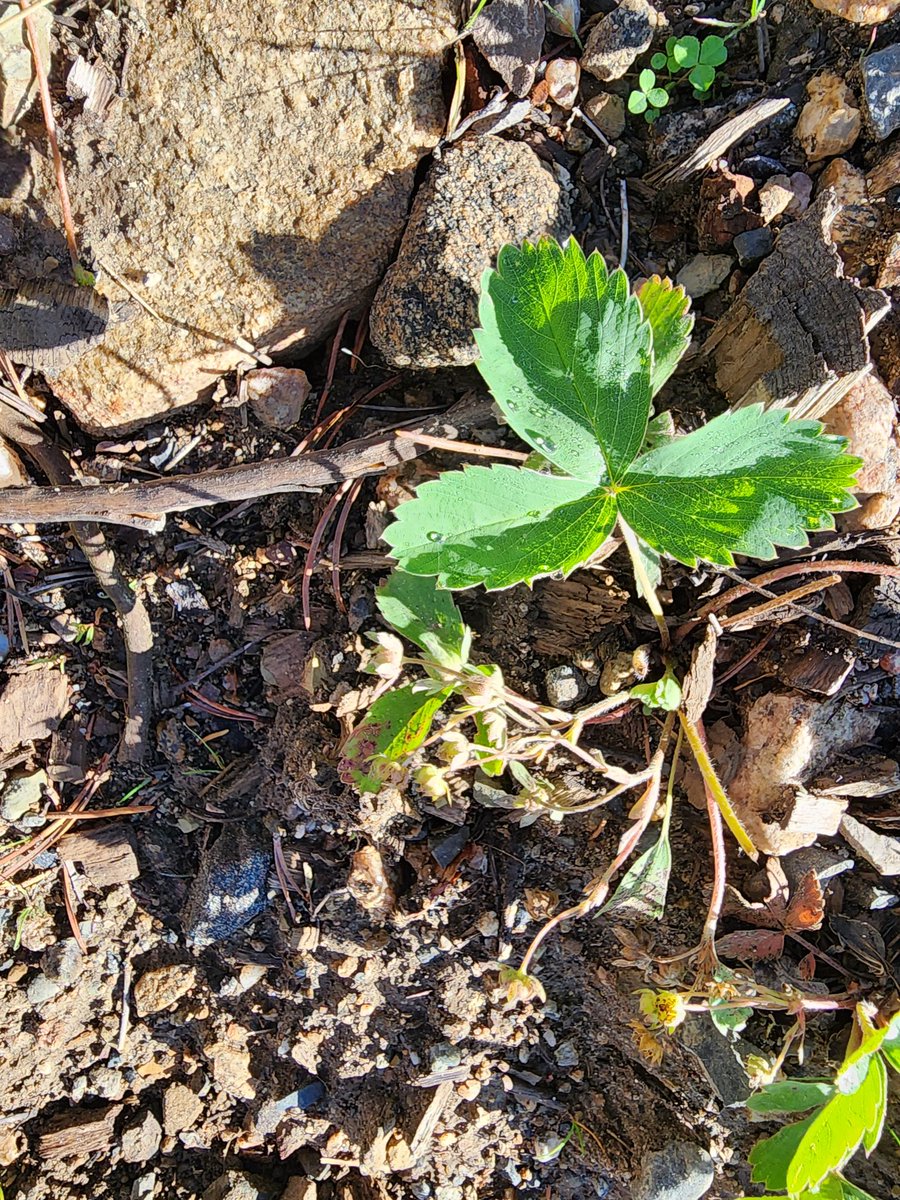 Don't ever turn your back on wild strawberries,  vicious buggers