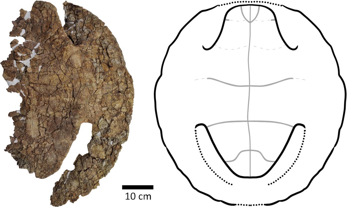 PCI Paleontology (@pci_paleo) on Twitter photo 🔥 New paper peer-reviewed by <a href="/PCI_Paleo/">PCI Paleontology</a> 🔥
Wu et al. (2023) A baenid turtle shell from the Mesaverde Formation (Campanian, Late Cretaceous) of Park County, Wyoming, USA
doi.org/10.31233/osf.i…
<a href="/paleorxiv/">paleorxiv</a> <a href="/AndyFarke/">Andy Farke</a> <a href="/alfpaleo/">The Alf Museum of Paleontology</a>
#openscience #peerreview 🔥 New paper peer-reviewed by <a href="/PCI_Paleo/">PCI Paleontology</a> 🔥
Wu et al. (2023) A baenid turtle shell from the Mesaverde Formation (Campanian, Late Cretaceous) of Park County, Wyoming, USA
doi.org/10.31233/osf.i…
<a href="/paleorxiv/">paleorxiv</a> <a href="/AndyFarke/">Andy Farke</a> <a href="/alfpaleo/">The Alf Museum of Paleontology</a>
#openscience #peerreview