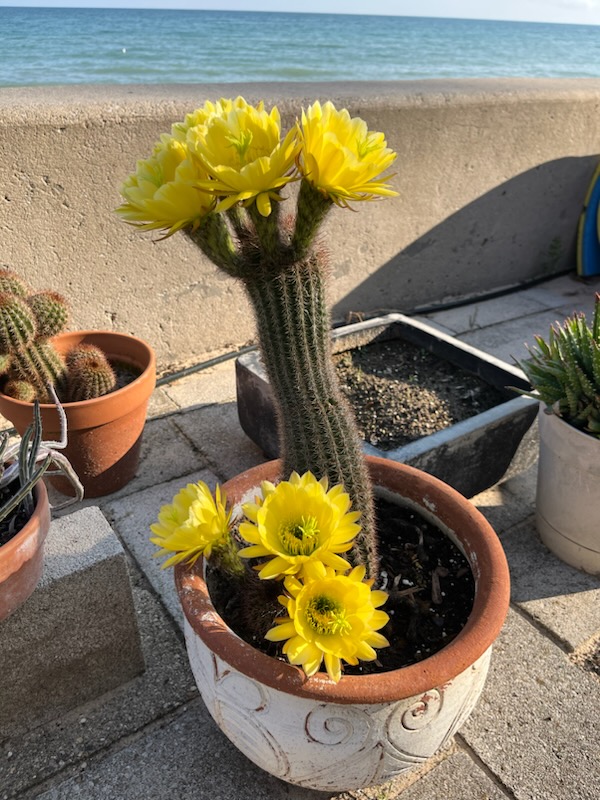 Clint Chapple tweet media