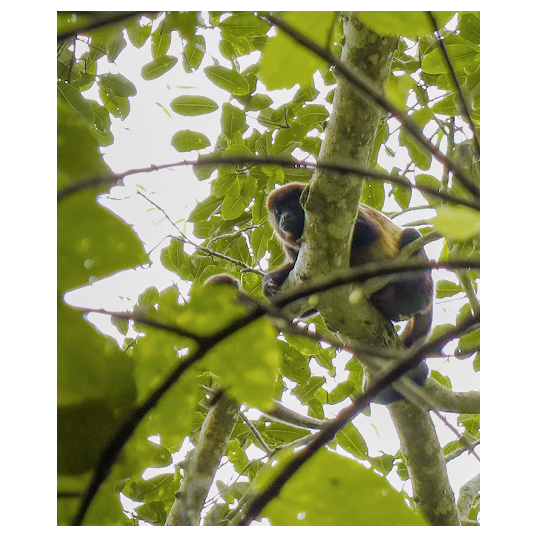 kontikiX's tweet photo. A guided trail walk in the Pacoche protected subtropical reserve in Coastal Ecuador, allows an spectacular viewing of the habitats. Say hi to this little howler monkey hanging on the trees. #AboveSeaLevel #SLH https://t.co/4JWxp1IXON