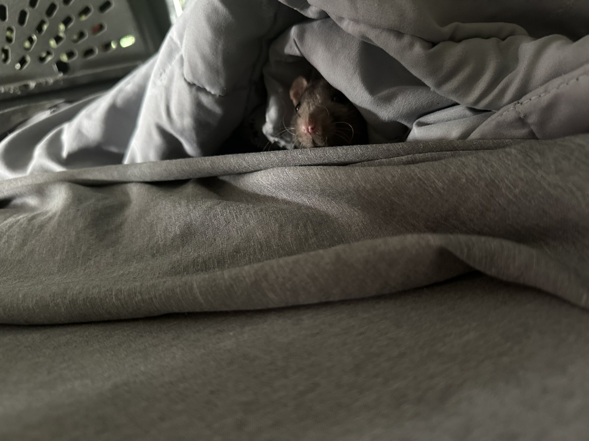 rat facts, PhD 🐀 on Twitter "Had a surprise sleepover! I put Jason in