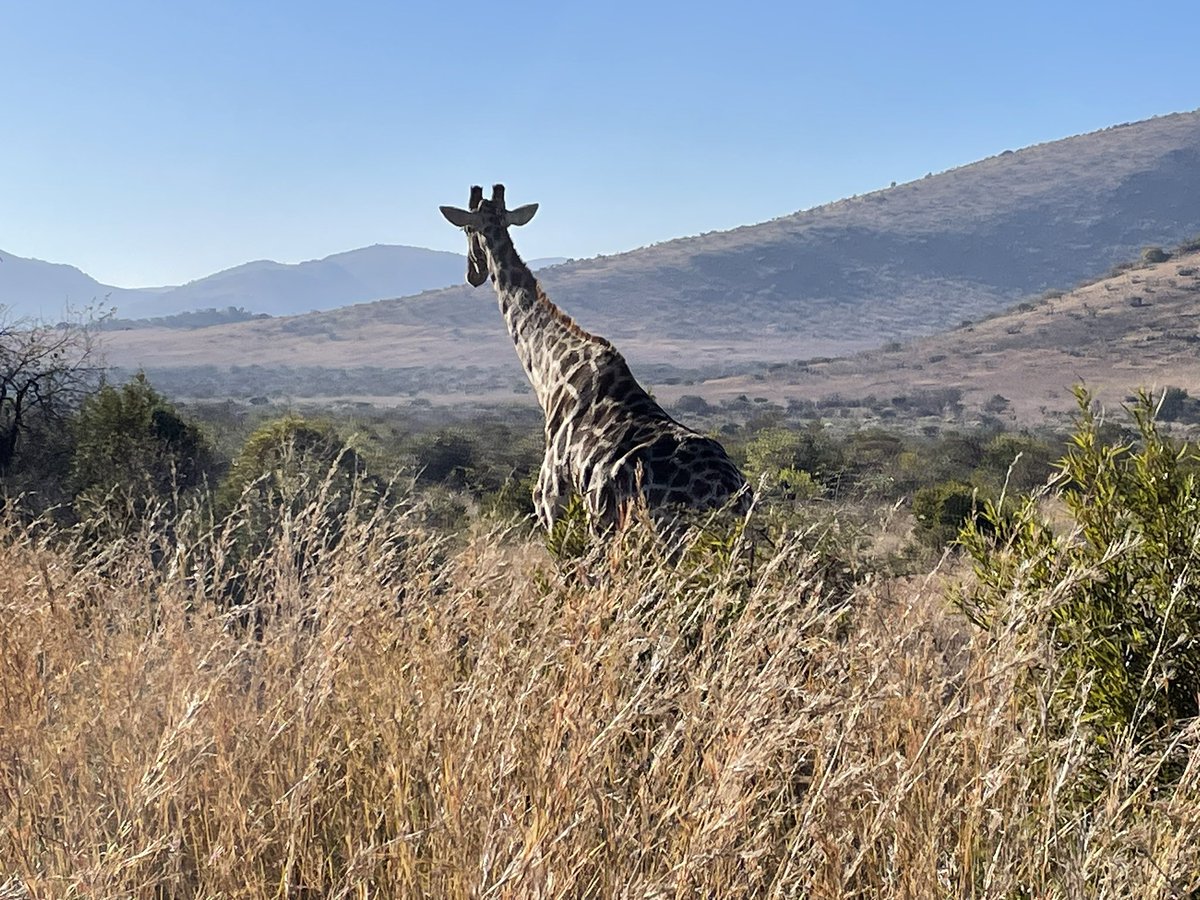 Geography heaven, Pilanesberg national park is nestled in the crater of an extinct volcano 🌋 <a href="/PilanesbergNP/">Pilanesberg</a>
