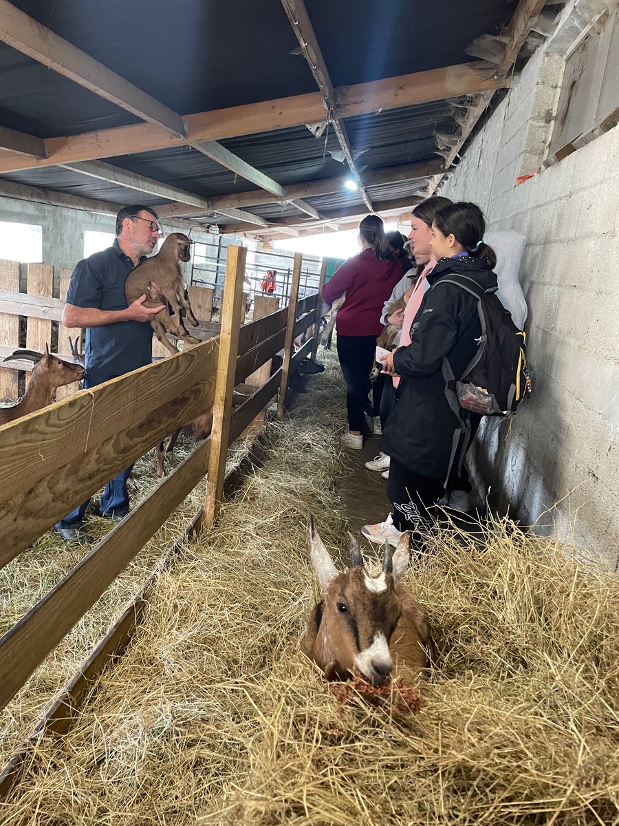UckColl_ML's tweet photo. Day 4 off to a very wholesome start with a visit to a little goat’s cheese farm - learning how the goats are raised and looked after, how to make the cheese and tasting different products 🐐 #Y9Normandy https://t.co/hMFtECAMjg