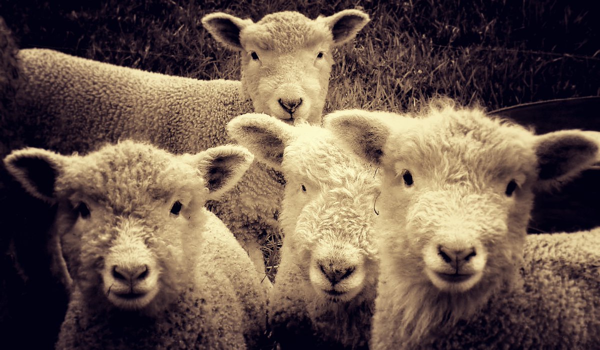 Xavier Bescós tweet media