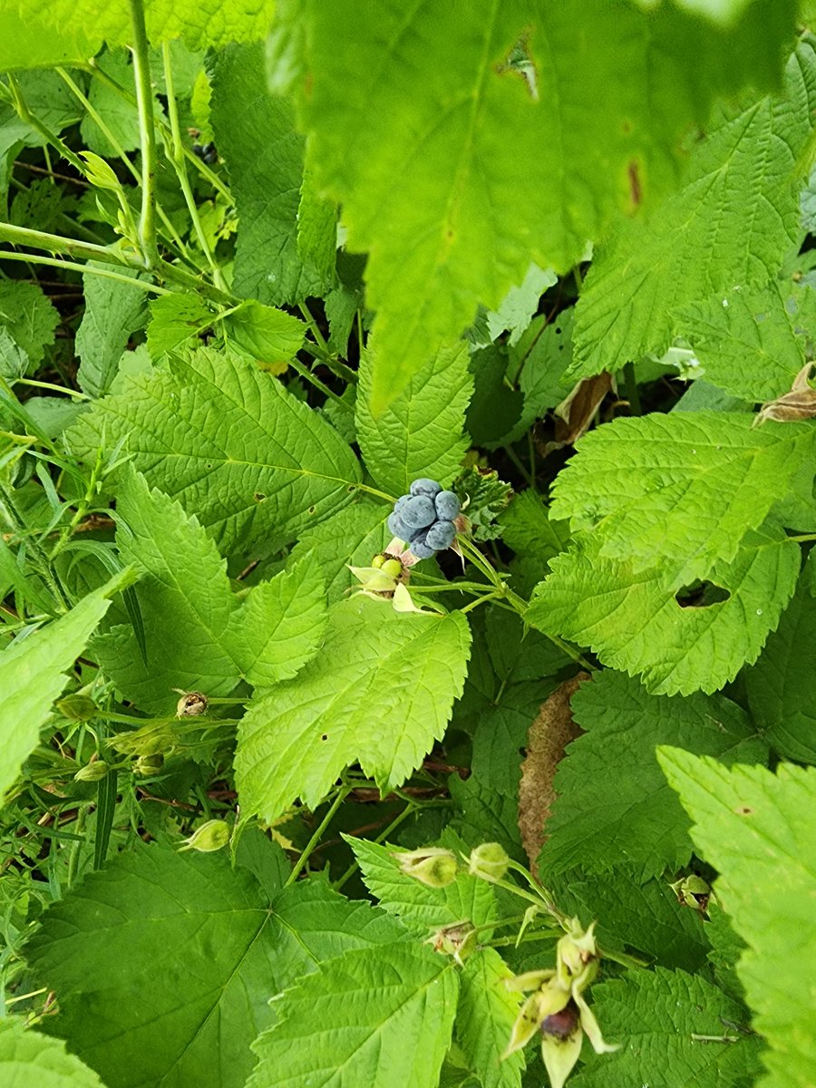 promisedsin's tweet image. Can someone into foraging tell me what's wrong with these wild black raspberries? Are they dewberries? Can I safely eat these to find out? #foraging