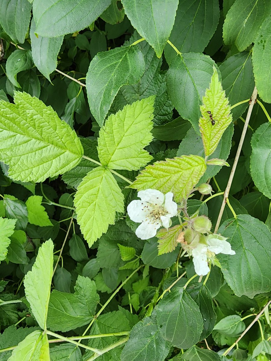 promisedsin's tweet image. Can someone into foraging tell me what's wrong with these wild black raspberries? Are they dewberries? Can I safely eat these to find out? #foraging