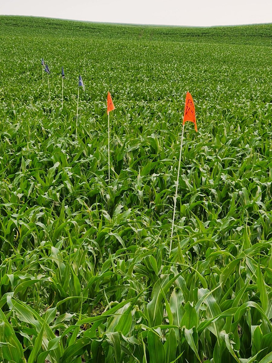 Checking up on the corn variety trial this morning. Seeded 7 different varieties. #pickseed #dekalb