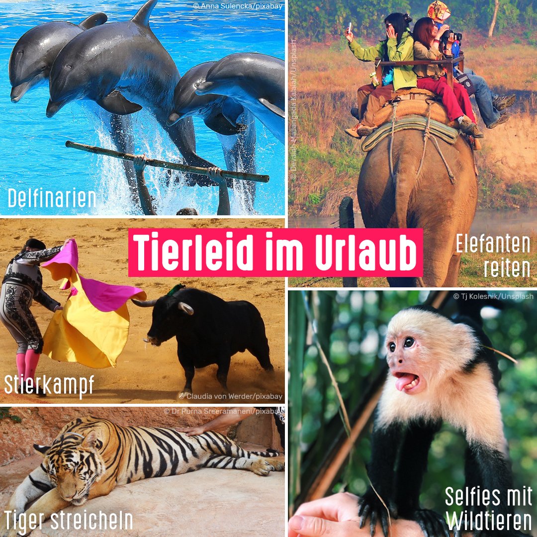 Tierschutzbund tweet media