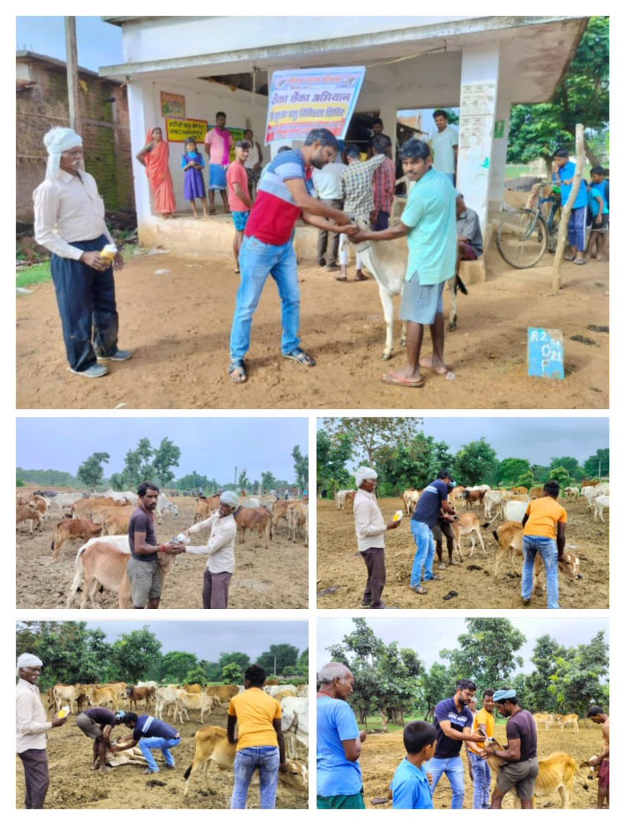 IASTripathiCG's tweet photo. Deworming before vaccination@13.7.2023 Gothan Gram Jasingtola Rajnandgaon #ASCAD #VeterinaryActivities #GNY #गोधन_न्याय_योजना #गोधन_से_आई_खुशहाली @ChhattisgarhCMO @RChoubeyCG @Dept_of_AHD @KPSingh_IAS @DPRChhattisgarh #RokaChenka https://t.co/7AaoRwPOr1